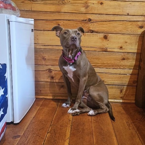 Enlarge Betty, a Adoptable mixed breed in South Plainfield, NJ image 3/5