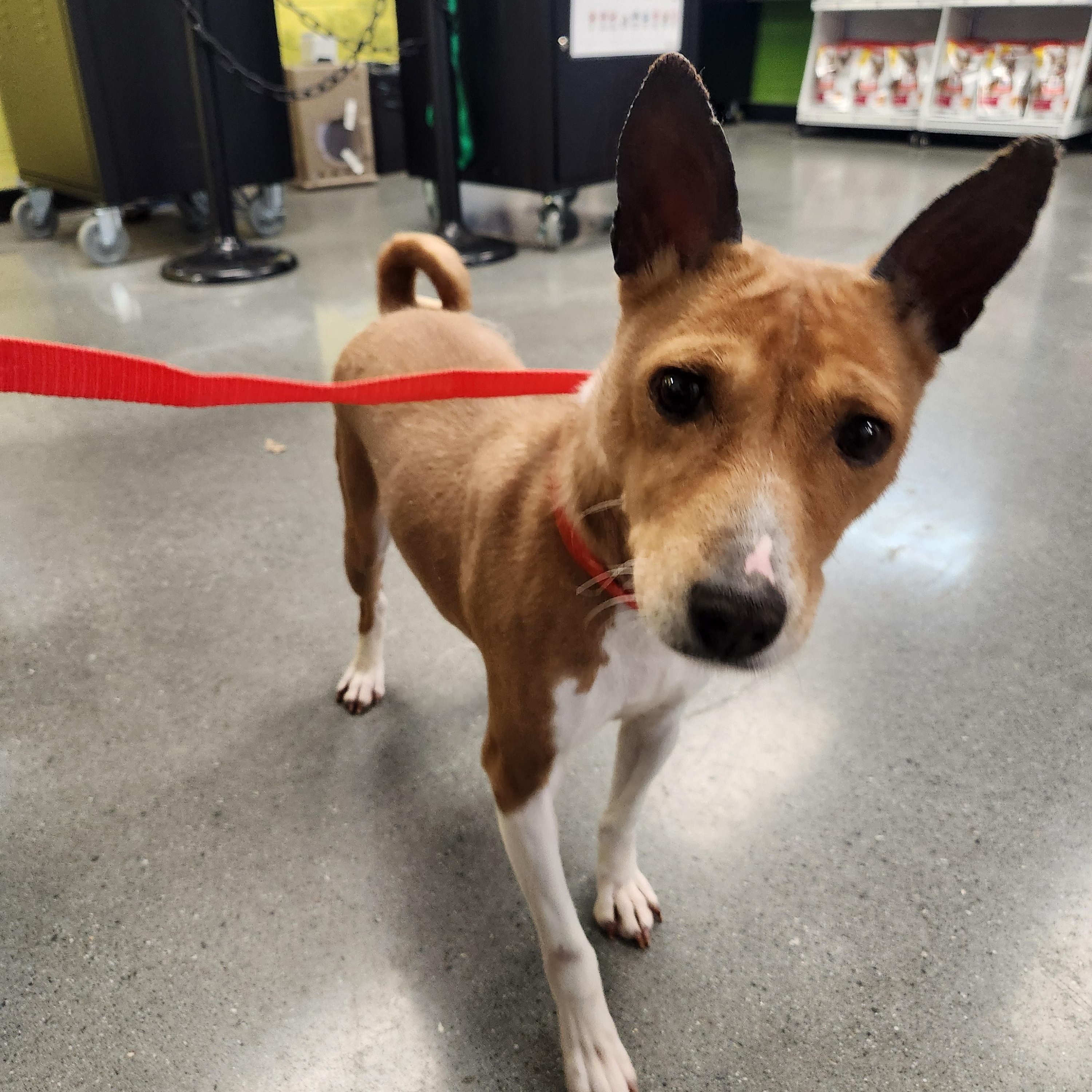 Enlarge Rosa - Beautiful Senior Basenji Girl!, a ADOPTABLE Basenji in Buford, GA image 6/6