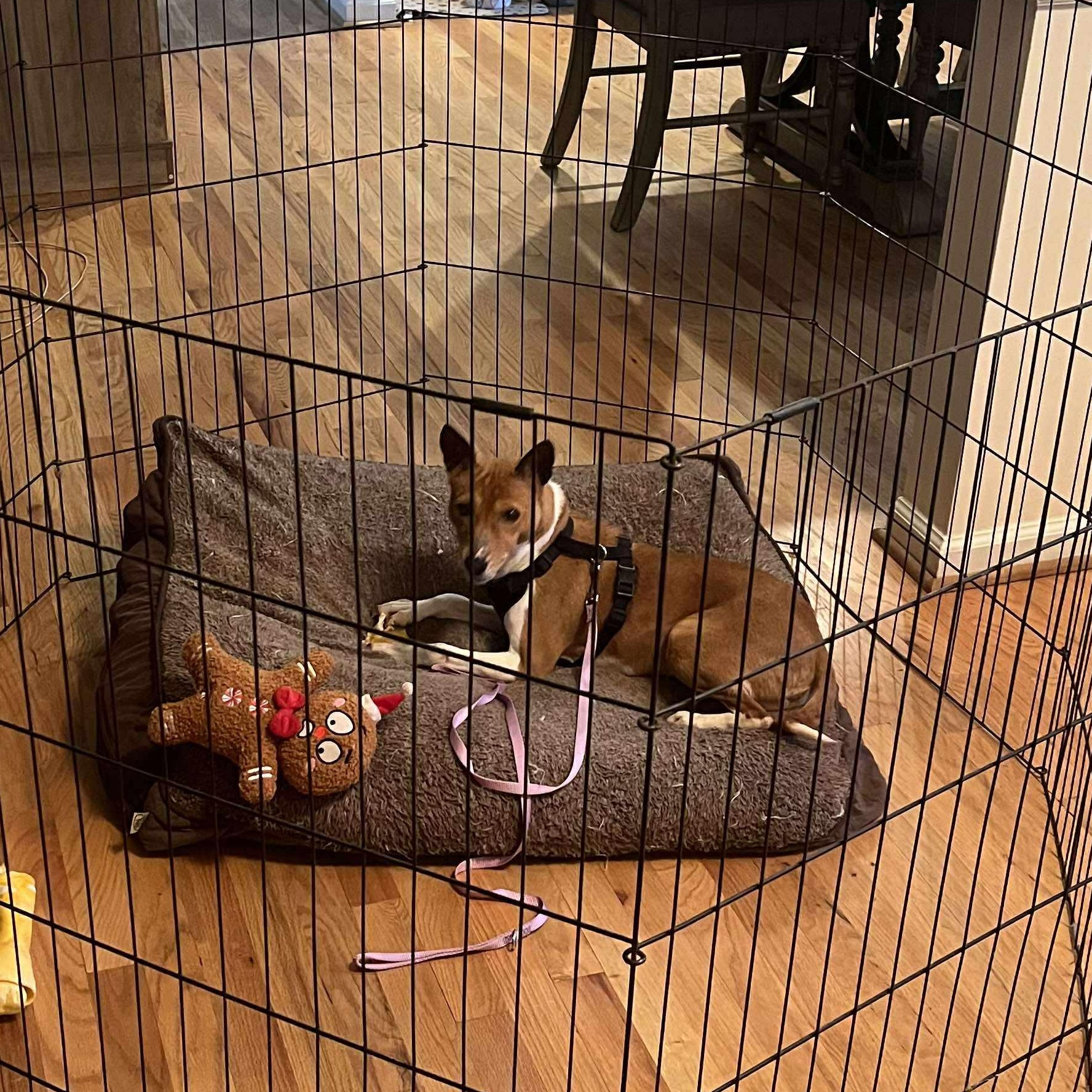 Enlarge Rosa - Beautiful Senior Basenji Girl!, a ADOPTABLE Basenji in Buford, GA image 4/6