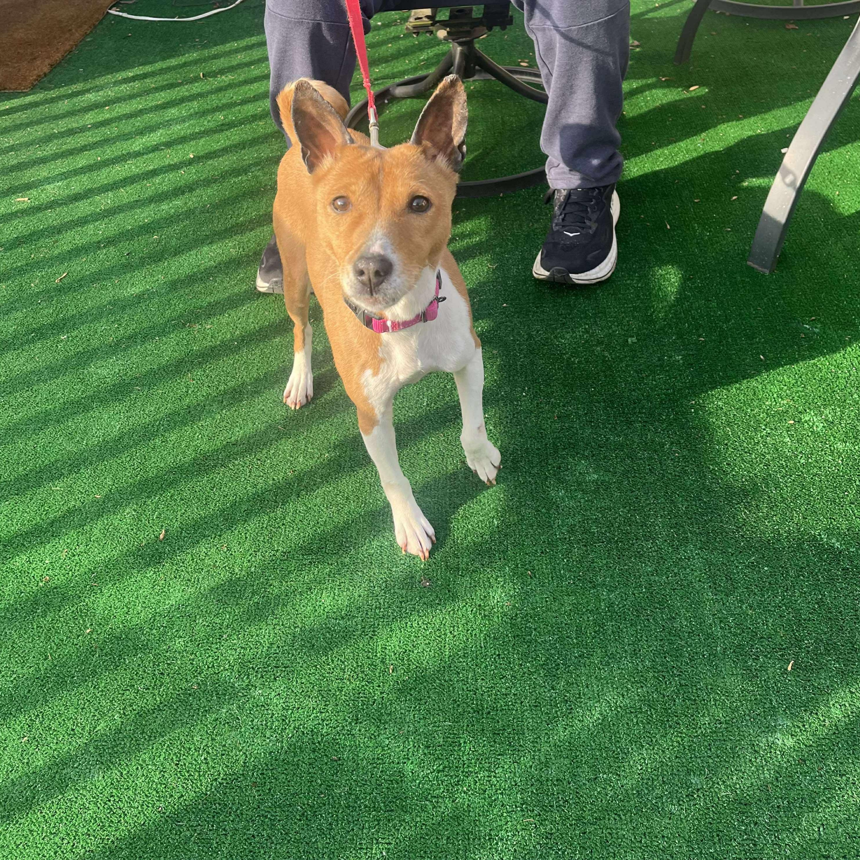 Rosa - Beautiful Senior Basenji Girl!, ADOPTABLE, Senior Female Basenji.