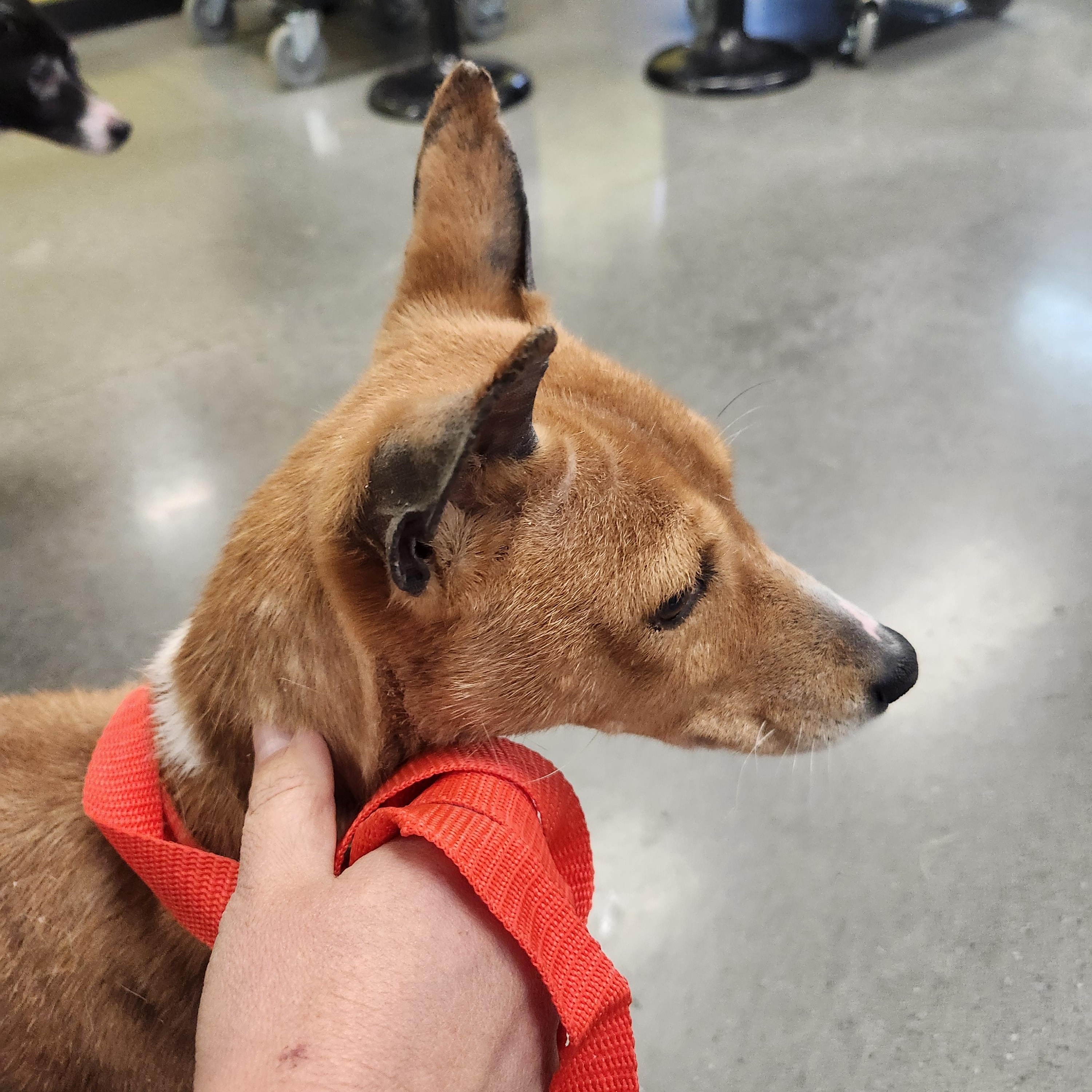 Enlarge Rosa - Beautiful Senior Basenji Girl!, a ADOPTABLE Basenji in Buford, GA image 5/6