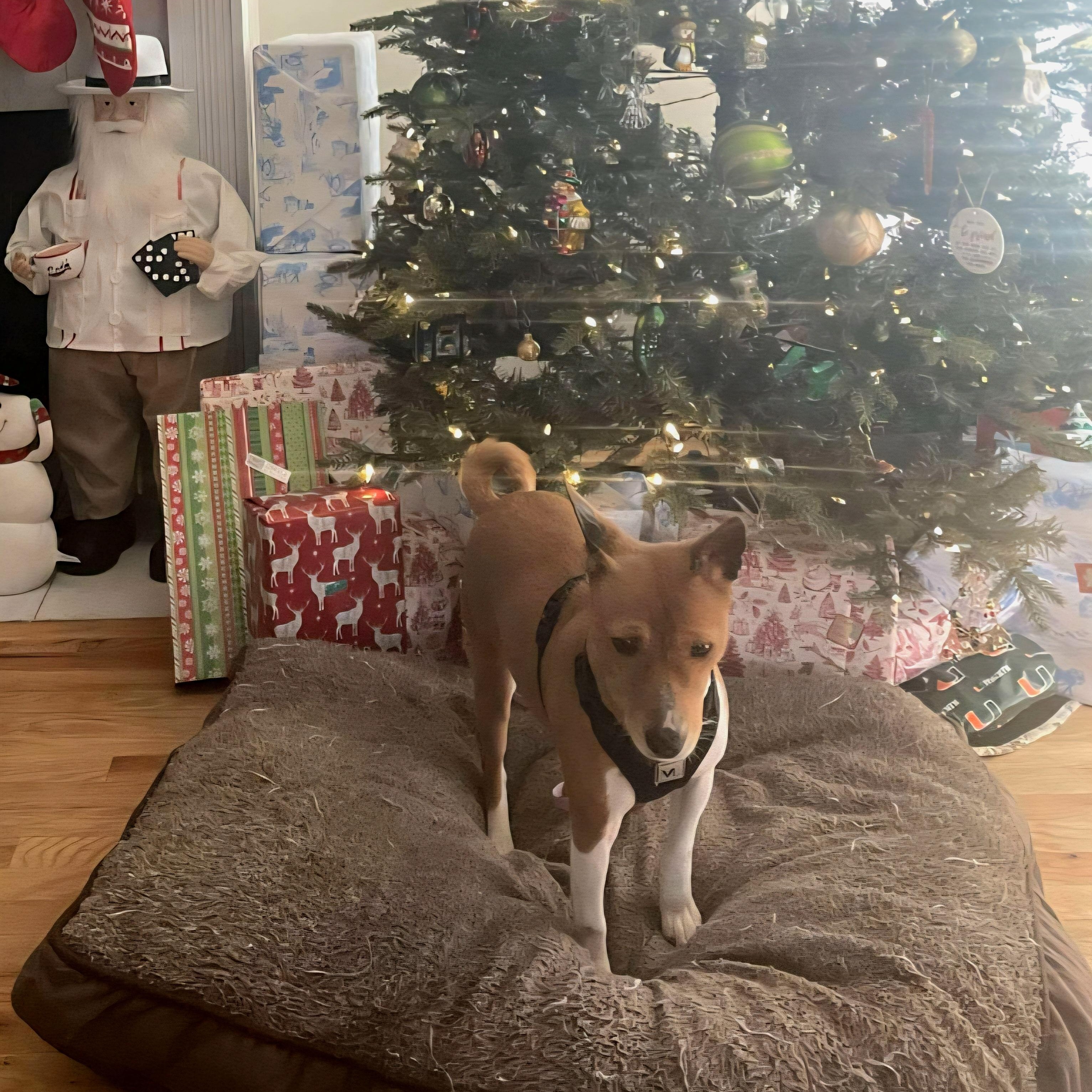 Enlarge Rosa - Beautiful Senior Basenji Girl!, a ADOPTABLE Basenji in Buford, GA image 2/6
