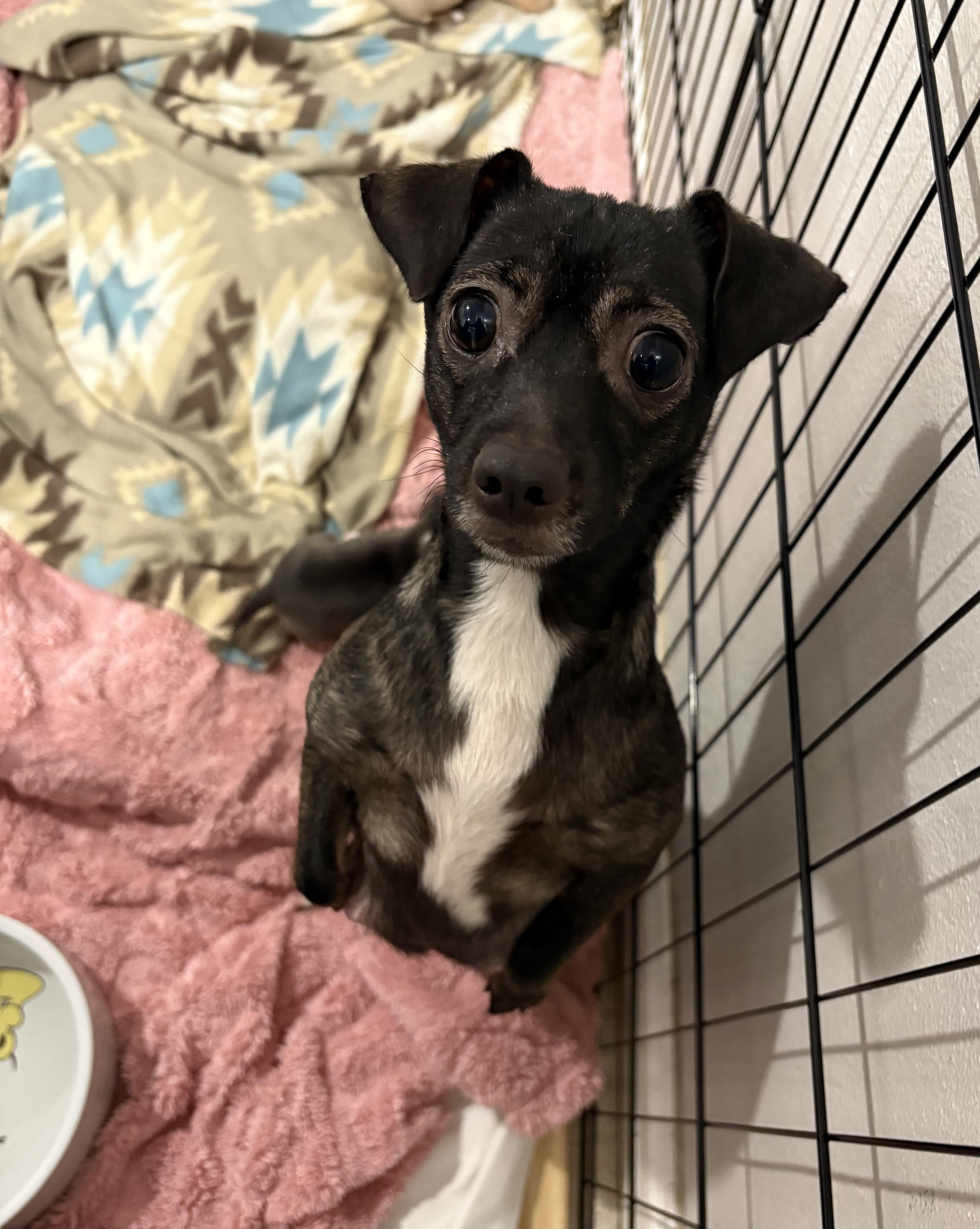 Ballerina, ADOPTABLE, Adult Female Chihuahua.