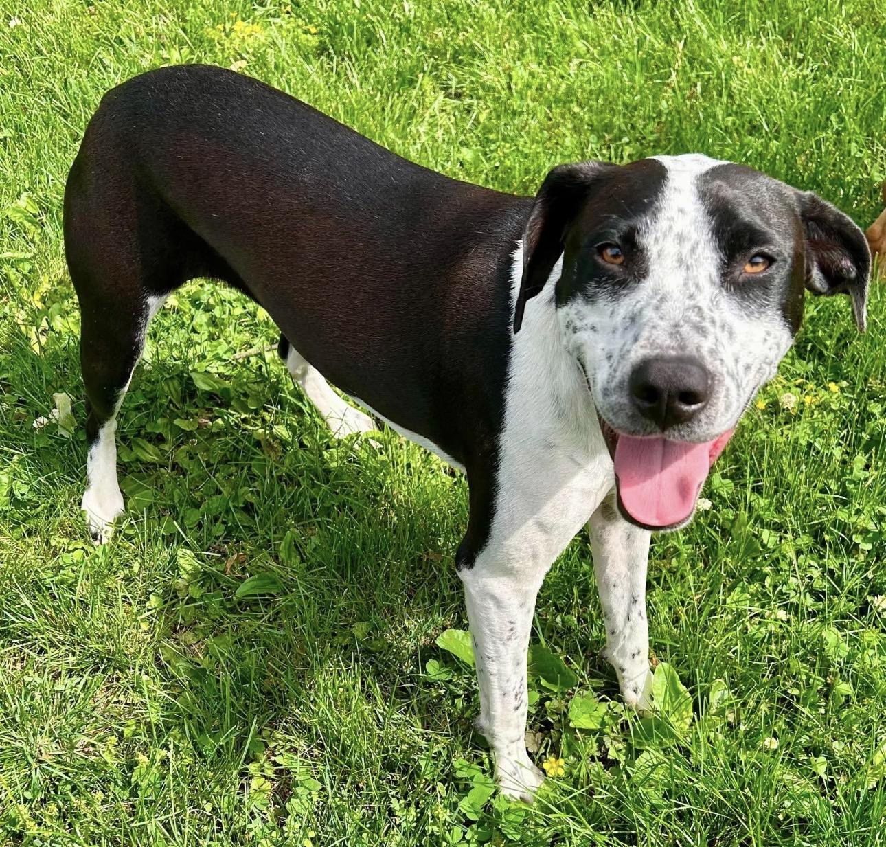 Singer, an adopted mixed breed in Kutztown, PA image 5/6