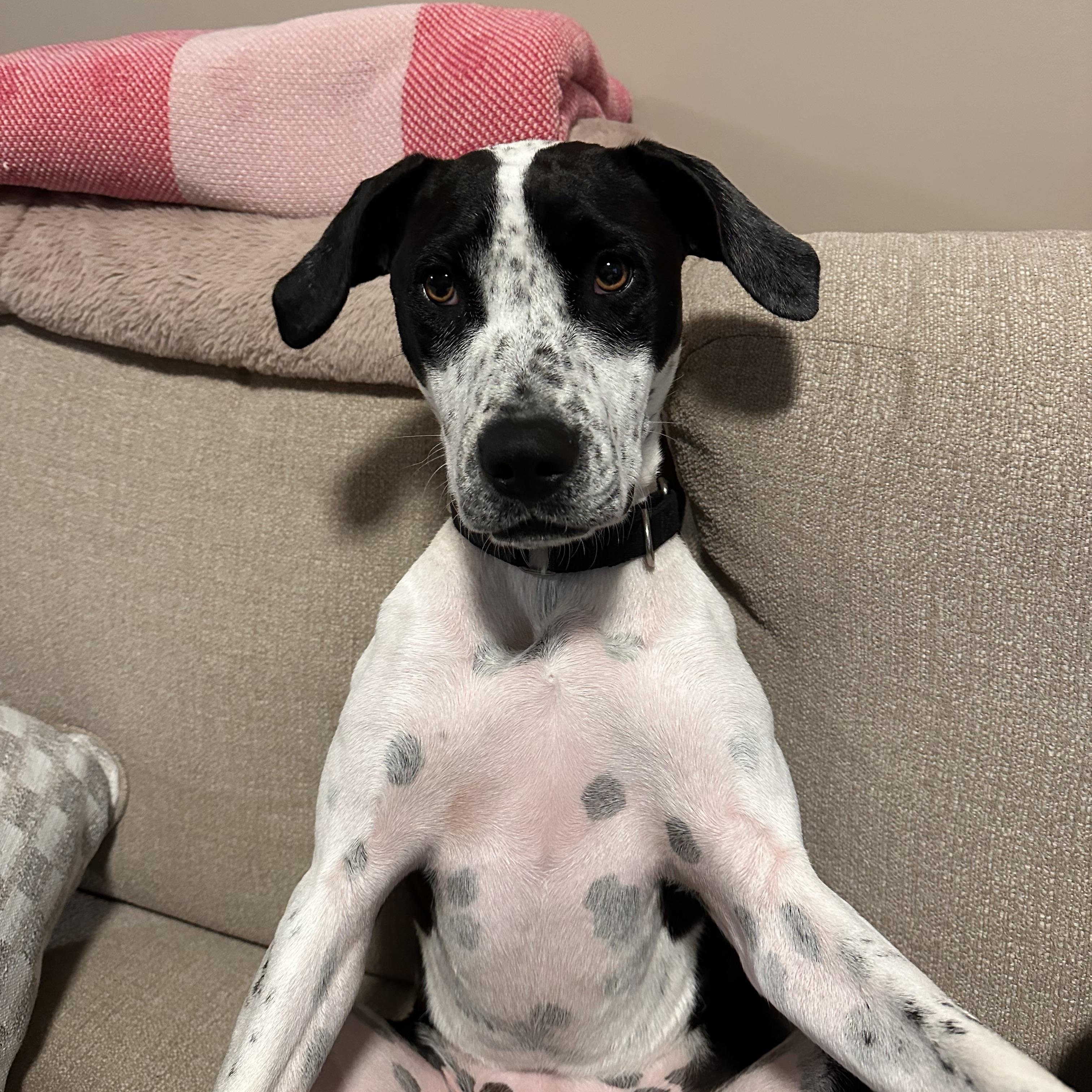 Singer, an adopted mixed breed in Kutztown, PA image 1/6