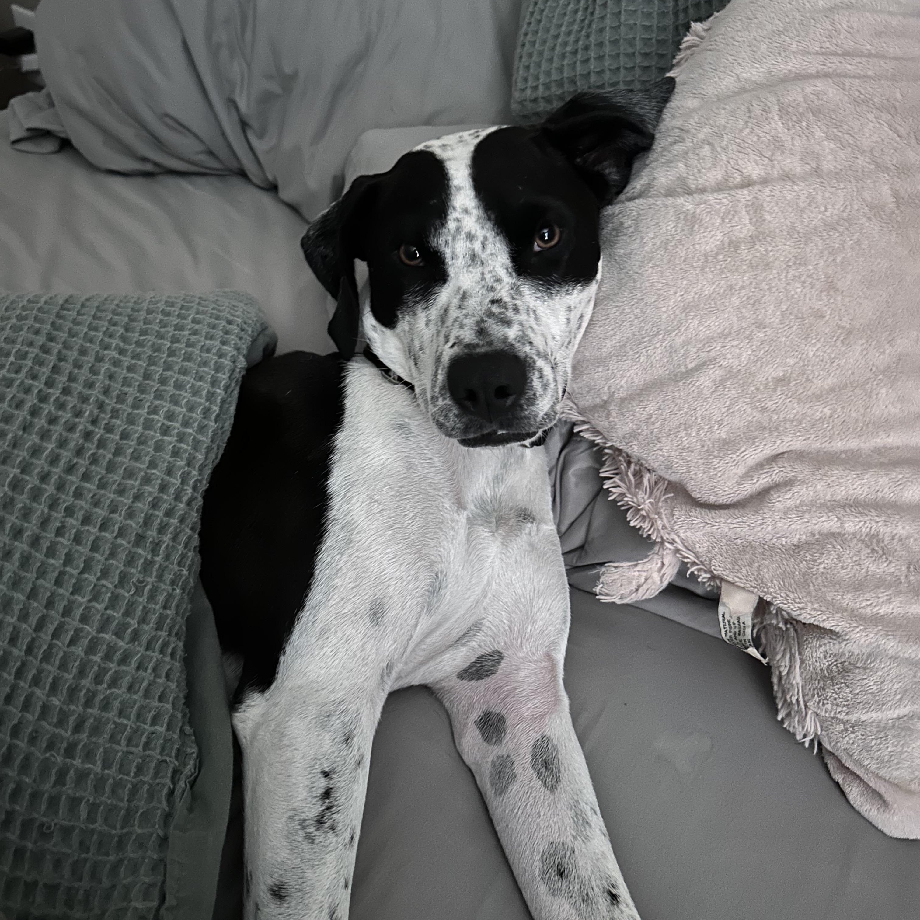 Singer, an adopted mixed breed in Kutztown, PA image 3/6