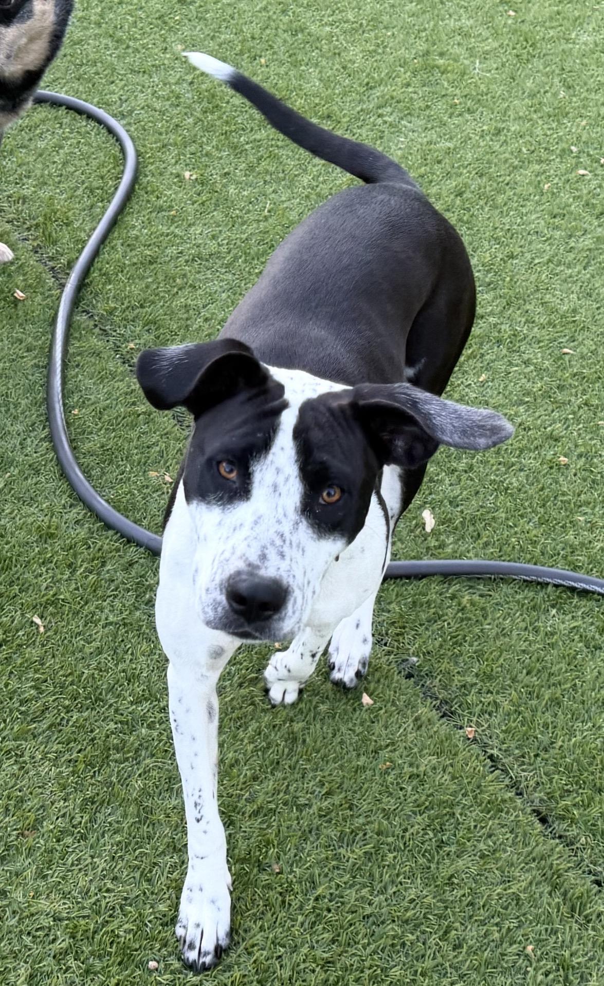 Singer, an adopted mixed breed in Kutztown, PA image 4/6
