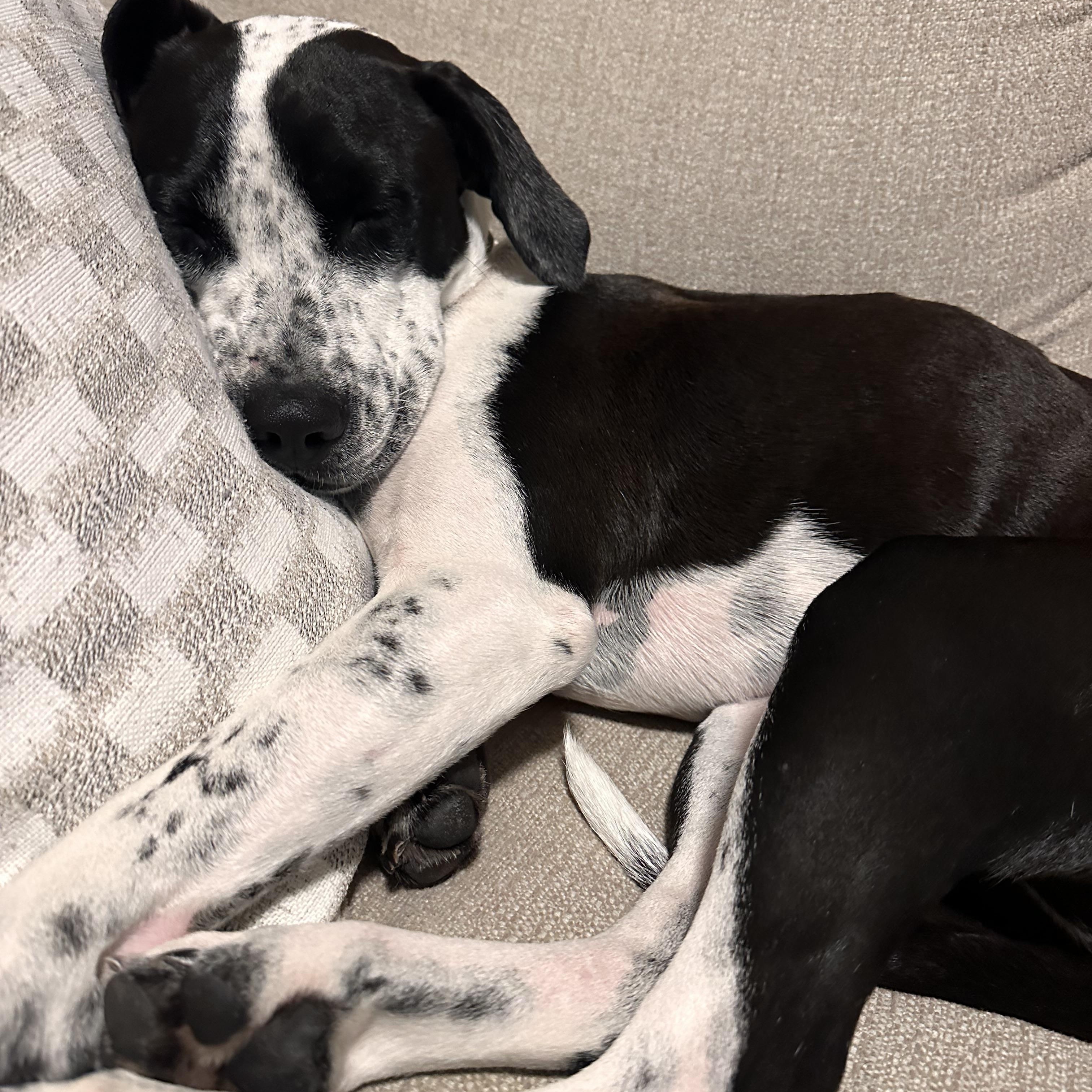 Singer, an adopted mixed breed in Kutztown, PA image 6/6