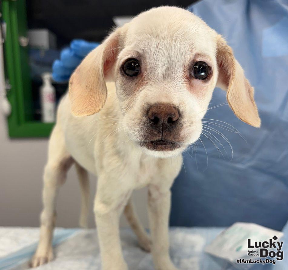 Cadiz, Adopted, Puppy Female Shepherd.