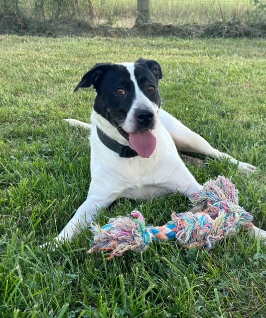 GIZELLE, Adopted, Young Female Border Collie & Australian Cattle Dog / Blue Heeler.