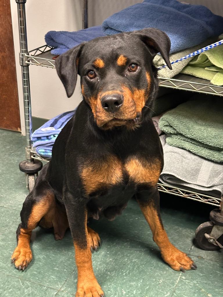Enlarge Amelda, a Adoptable Mixed Breed in Jonesboro, AR image 2/2