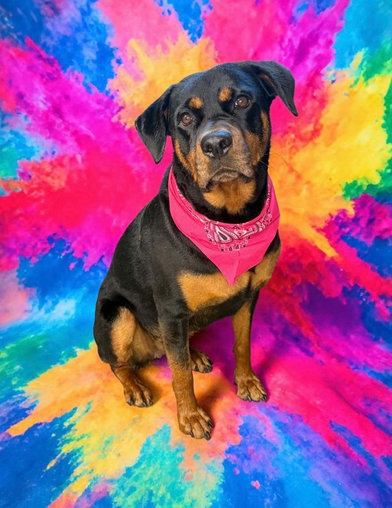 Amelda, Adoptable, Young Female Mixed Breed.