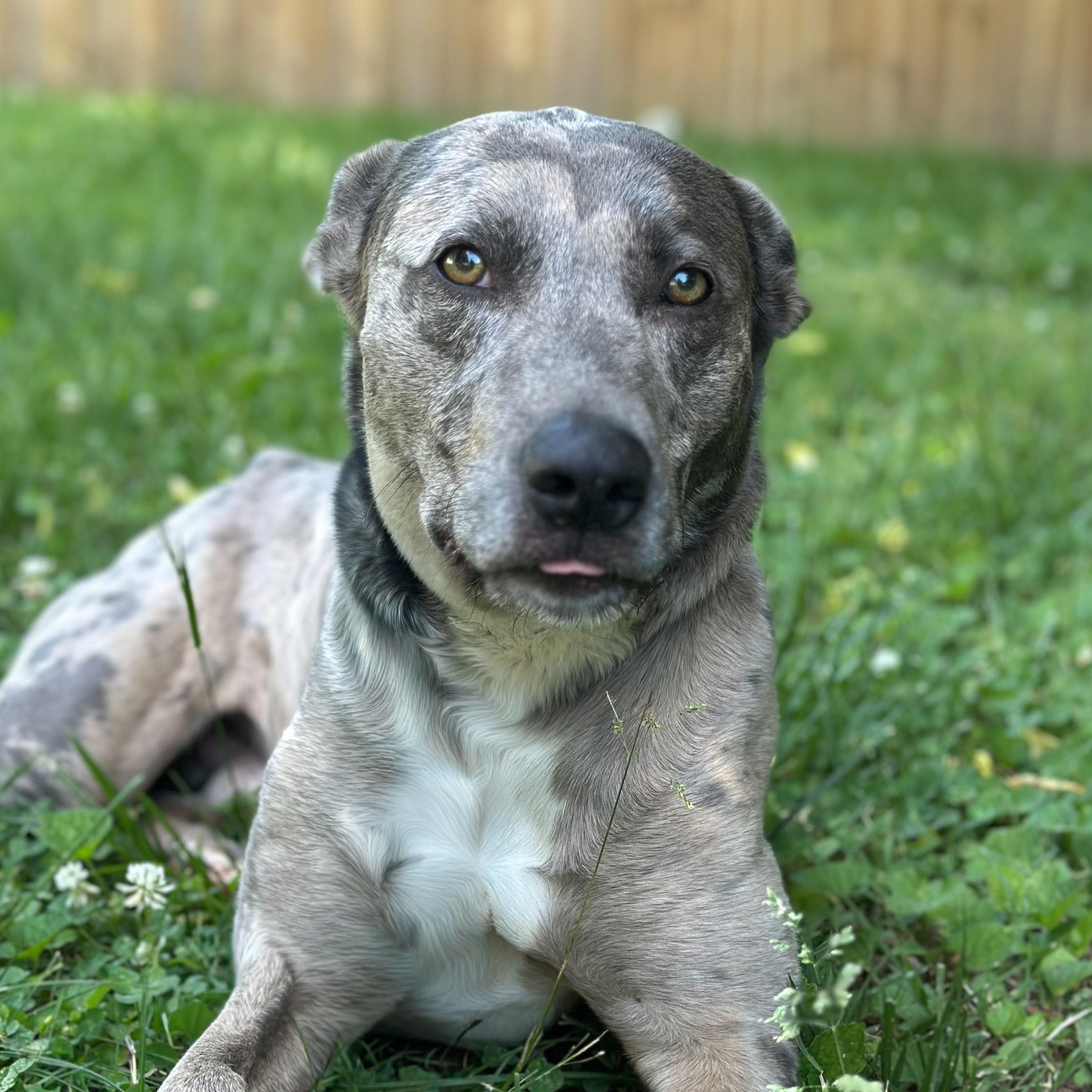 Enlarge Hopper, a Adoptable Catahoula Leopard Dog in Richmond, VA image 3/6
