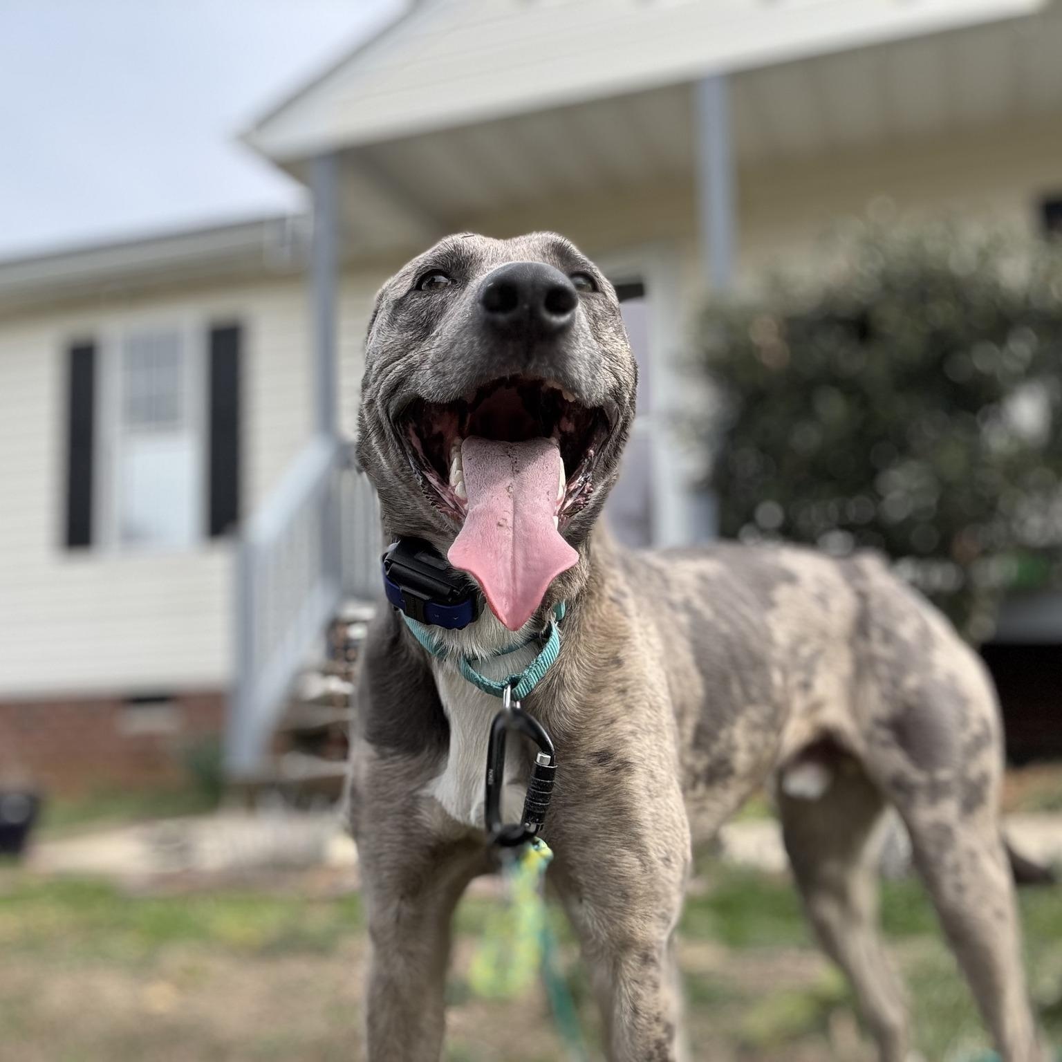 Enlarge Hopper, a Adoptable Catahoula Leopard Dog in Richmond, VA image 2/6