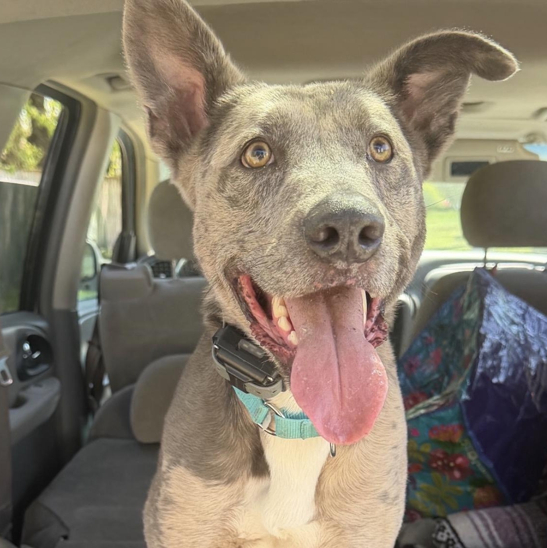 Hopper, Adoptable, Young Male Catahoula Leopard Dog.