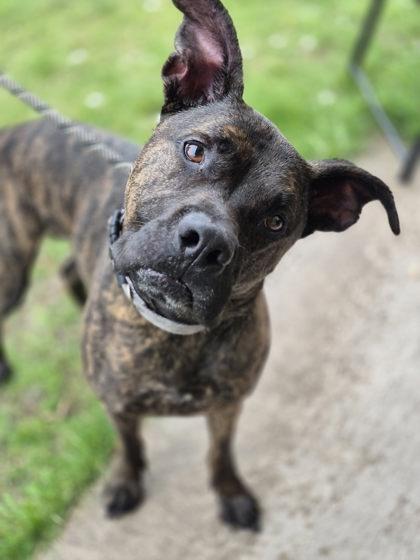 Rexaroni 4002, a Adoptable mixed breed in Traverse City, MI image 1/2