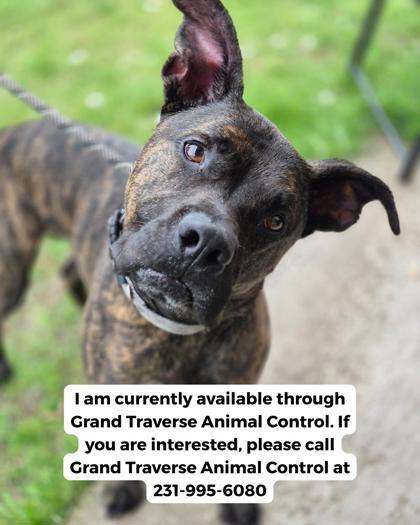 Rexaroni 4002, a Adoptable mixed breed in Traverse City, MI image 2/2
