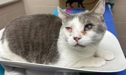 Enlarge Albert, a Adoptable mixed breed in New Albany, IN image 1/1