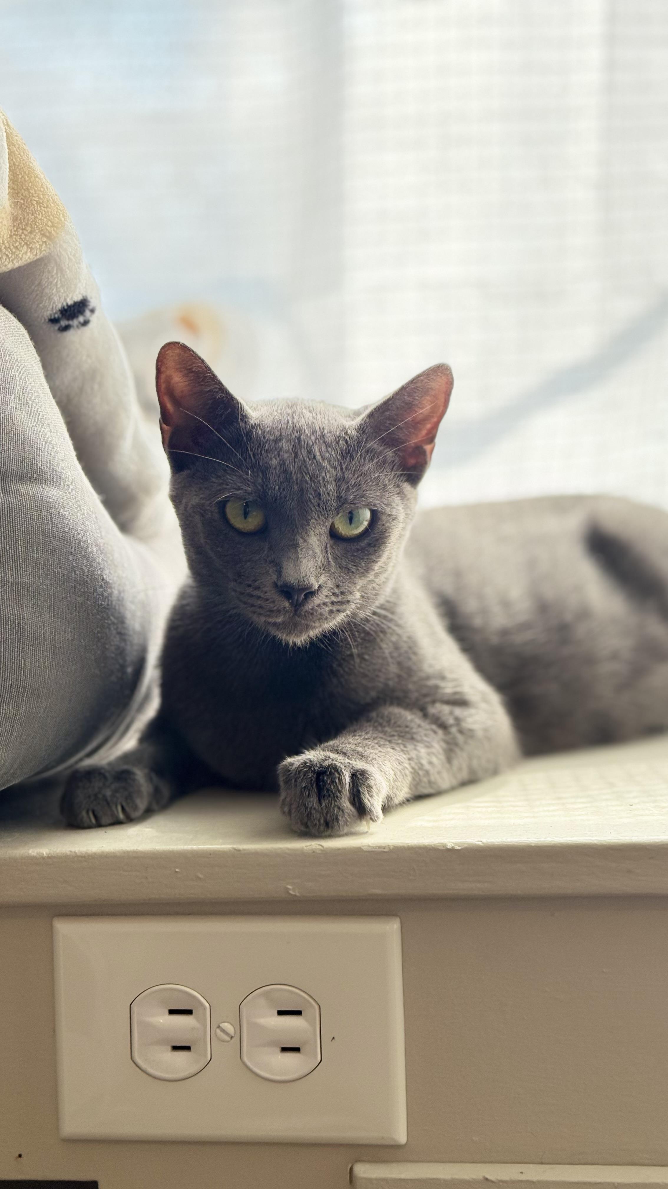 Enlarge Gracie, a ADOPTABLE Domestic Short Hair image 1/2