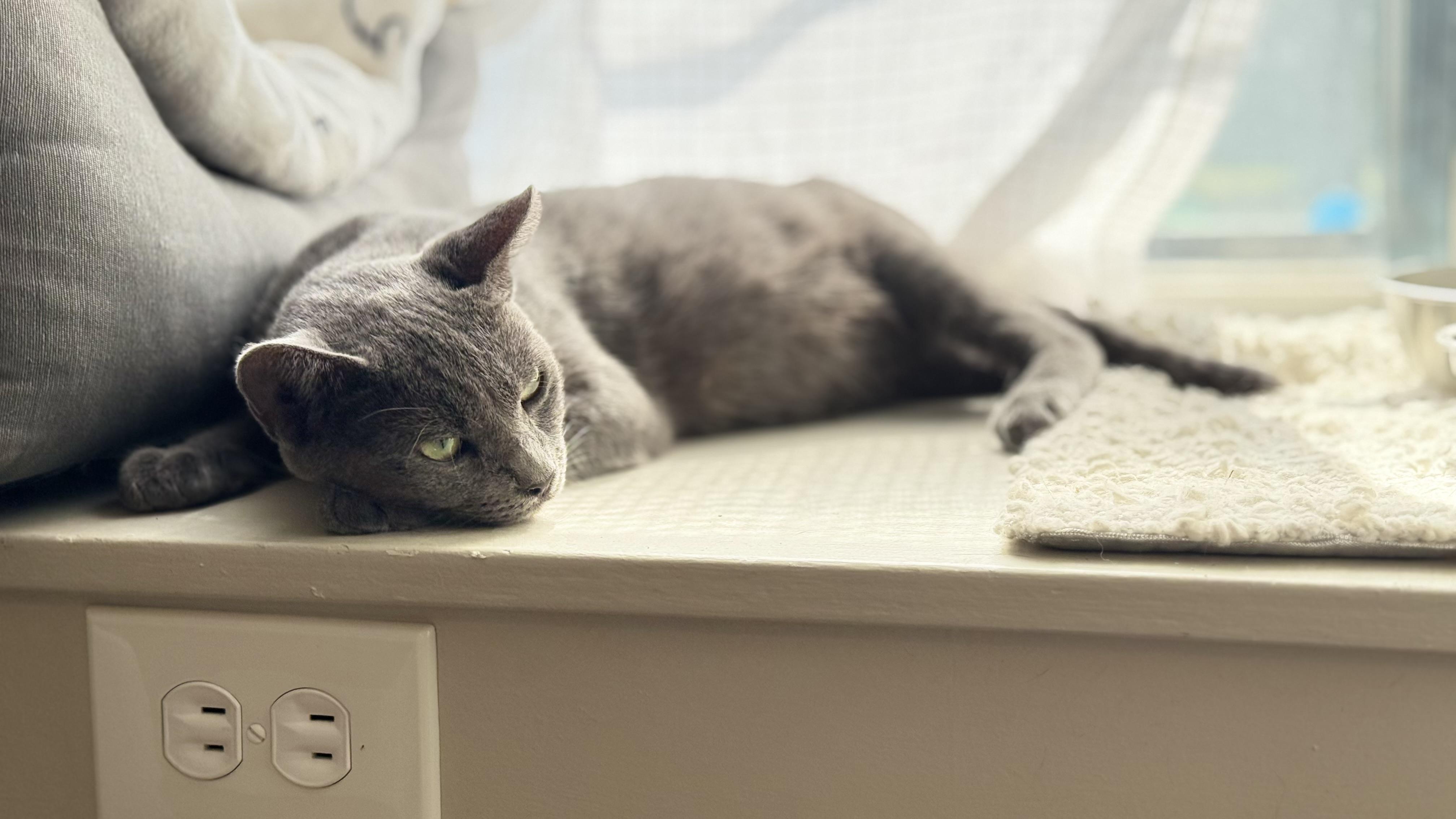 Enlarge Gracie, a ADOPTABLE Domestic Short Hair image 2/2