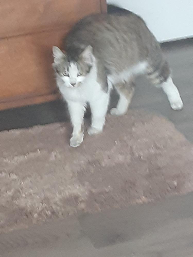 Enlarge Dolly, a Adoptable mixed breed in Lancaster, CA image 1/3