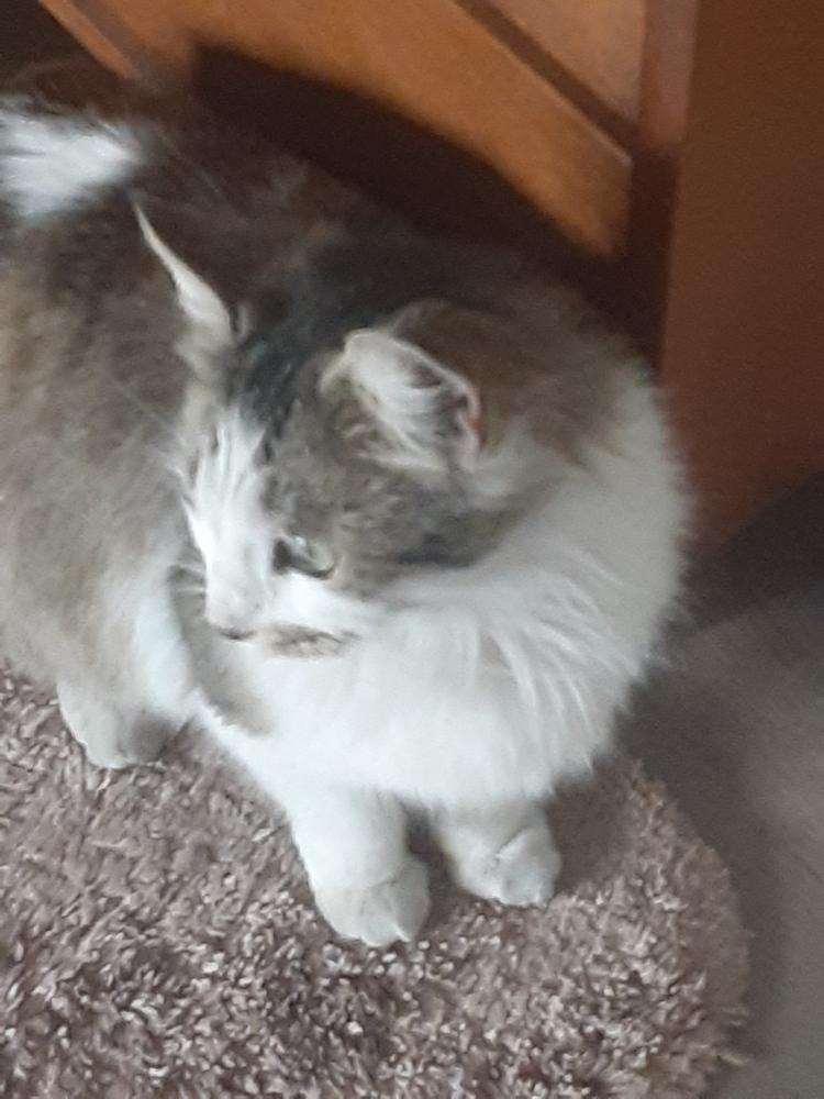 Enlarge Dolly, a Adoptable mixed breed in Lancaster, CA image 2/3