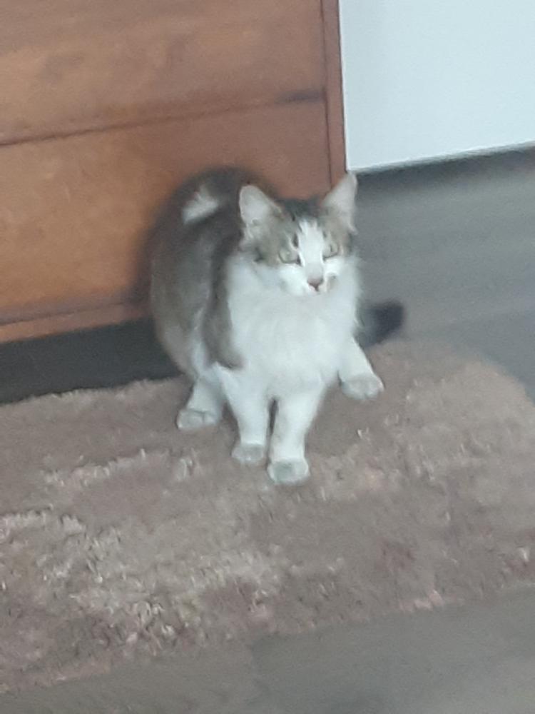 Enlarge Dolly, a Adoptable mixed breed in Lancaster, CA image 3/3