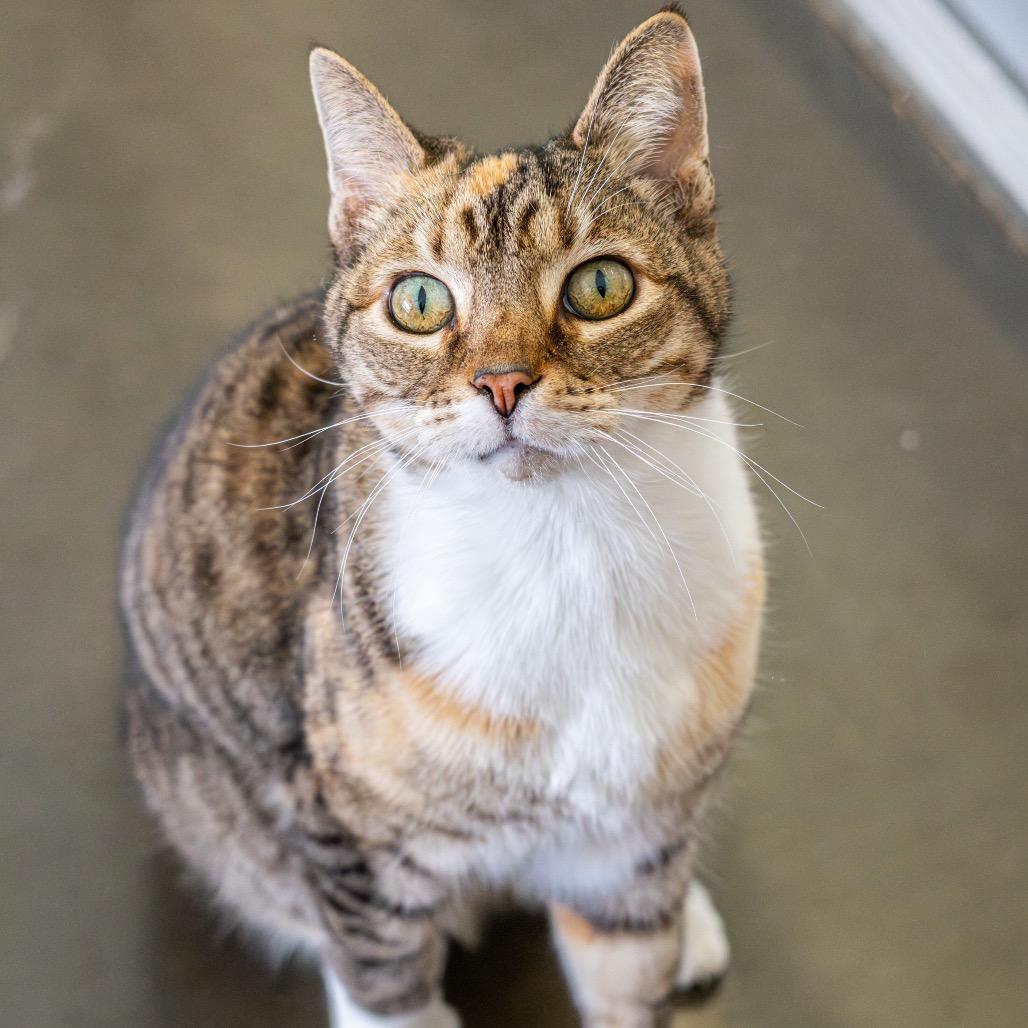 Krabby Patty — thumbnail 4