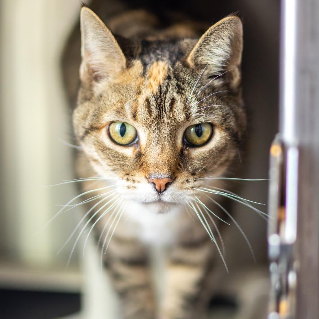 Krabby Patty — thumbnail 5