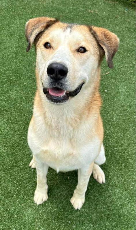 Teddy, a Adoptable mixed breed in Ball Ground, GA image 1/3