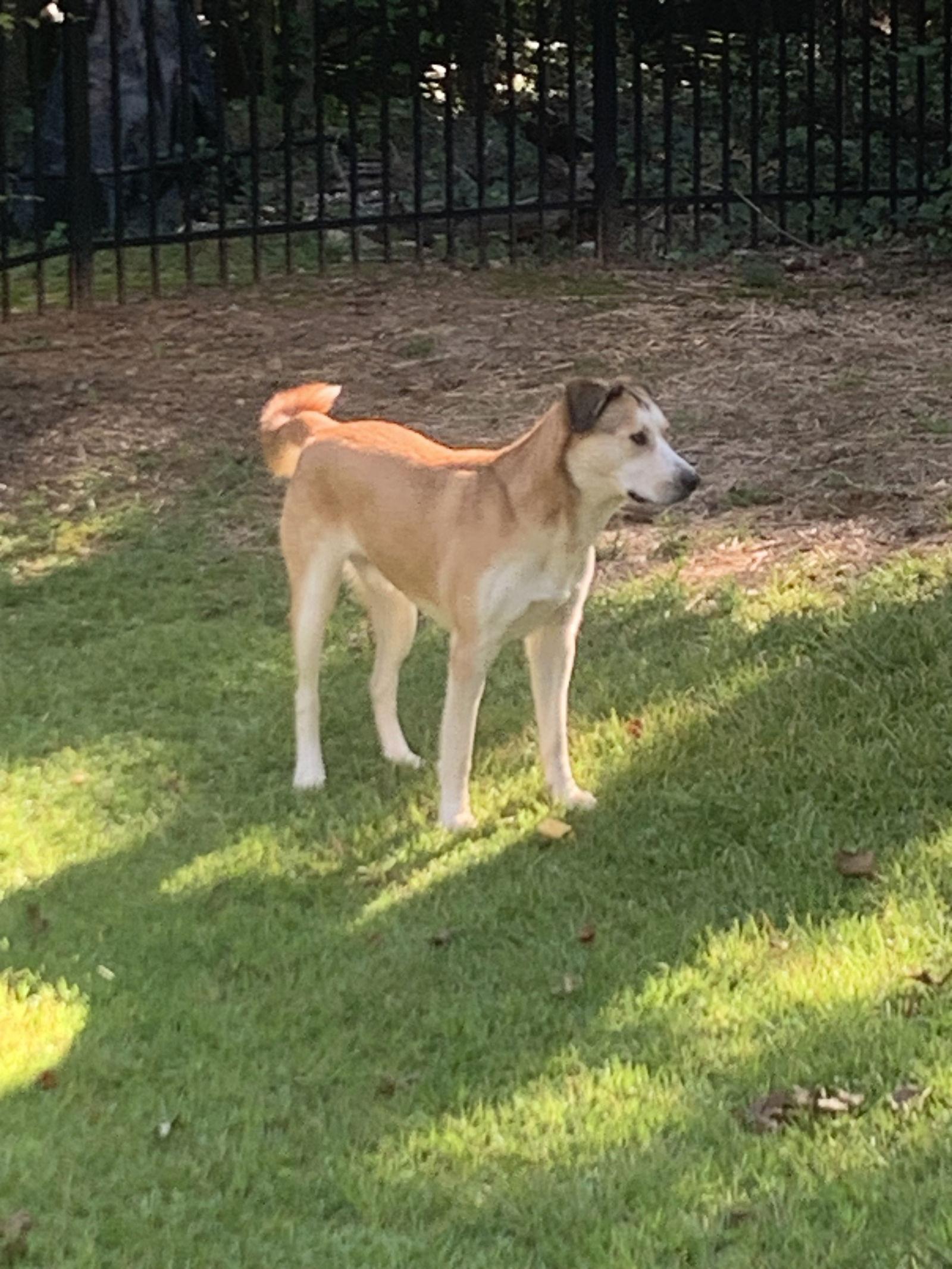 Teddy, Adoptable, Adult Male German Shepherd Dog & Alaskan Malamute.
