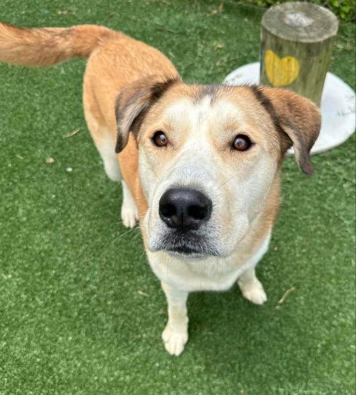 Teddy, a Adoptable mixed breed in Ball Ground, GA image 3/3