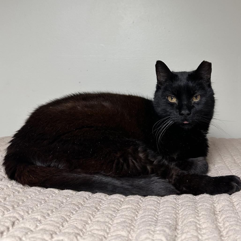 Chonk, Adoptable, Senior Male Domestic Short Hair.