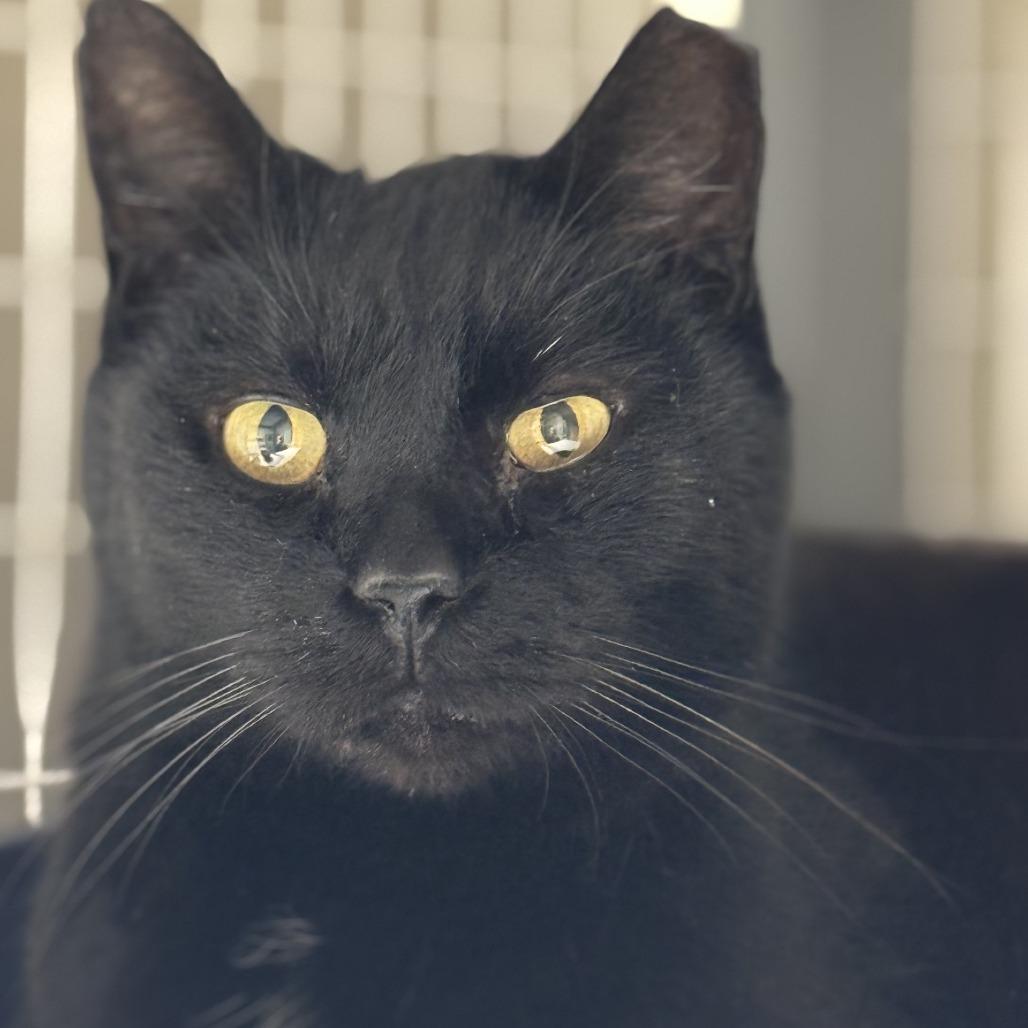 Enlarge Chonk, a Adoptable Domestic Short Hair in Blue Ridge, GA image 2/2