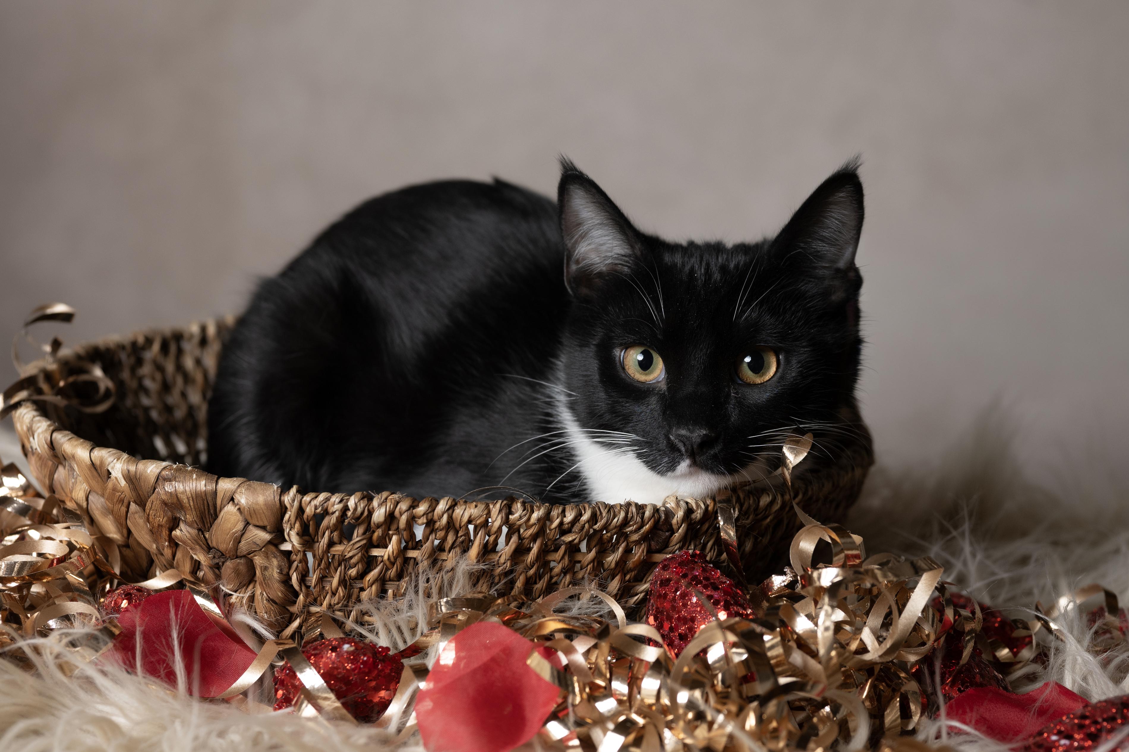 Enlarge Acorn, an adopted Domestic Medium Hair in Muncie, IN image 2/2