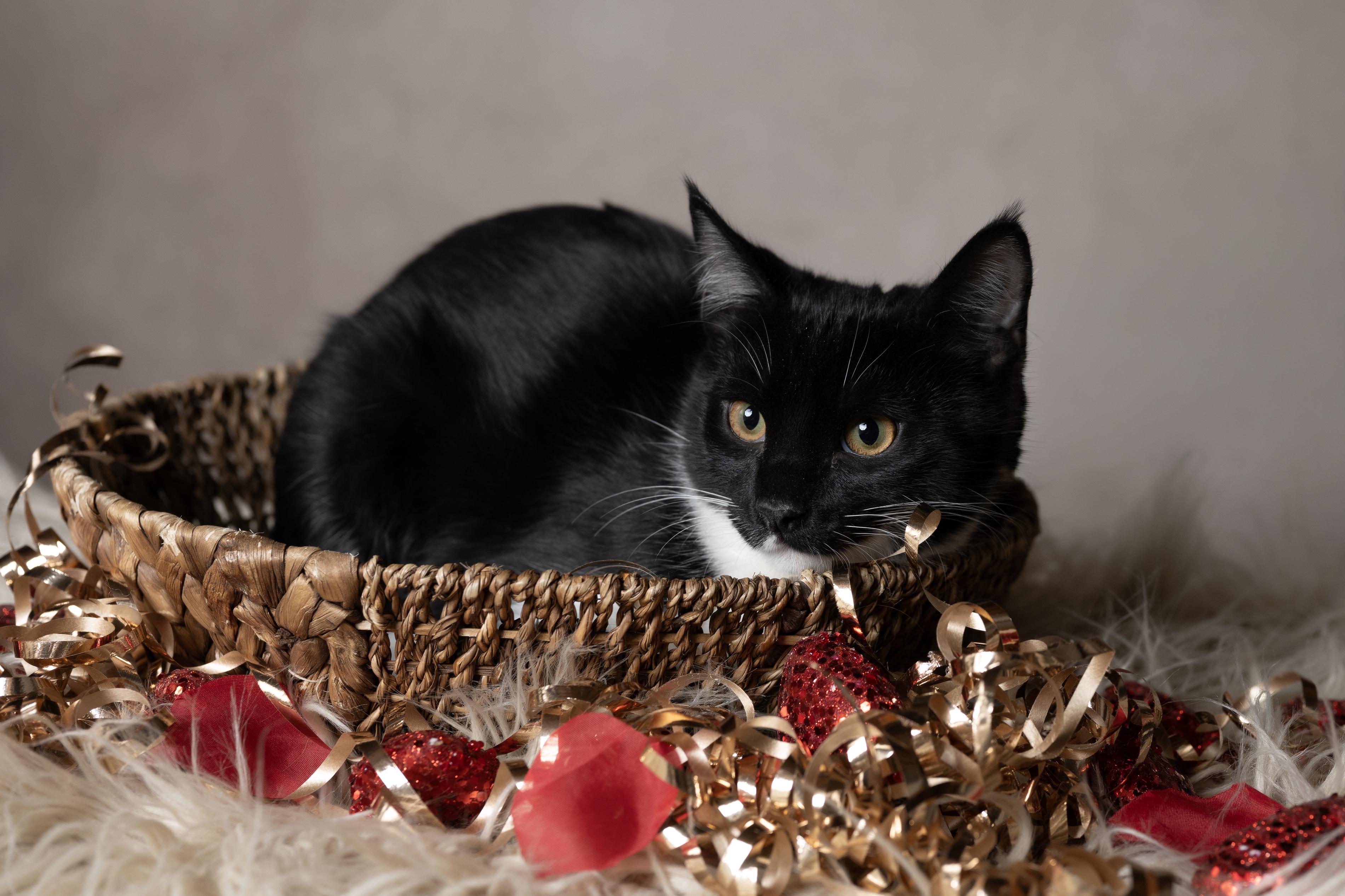 Enlarge Acorn, an adopted Domestic Medium Hair in Muncie, IN image 1/2