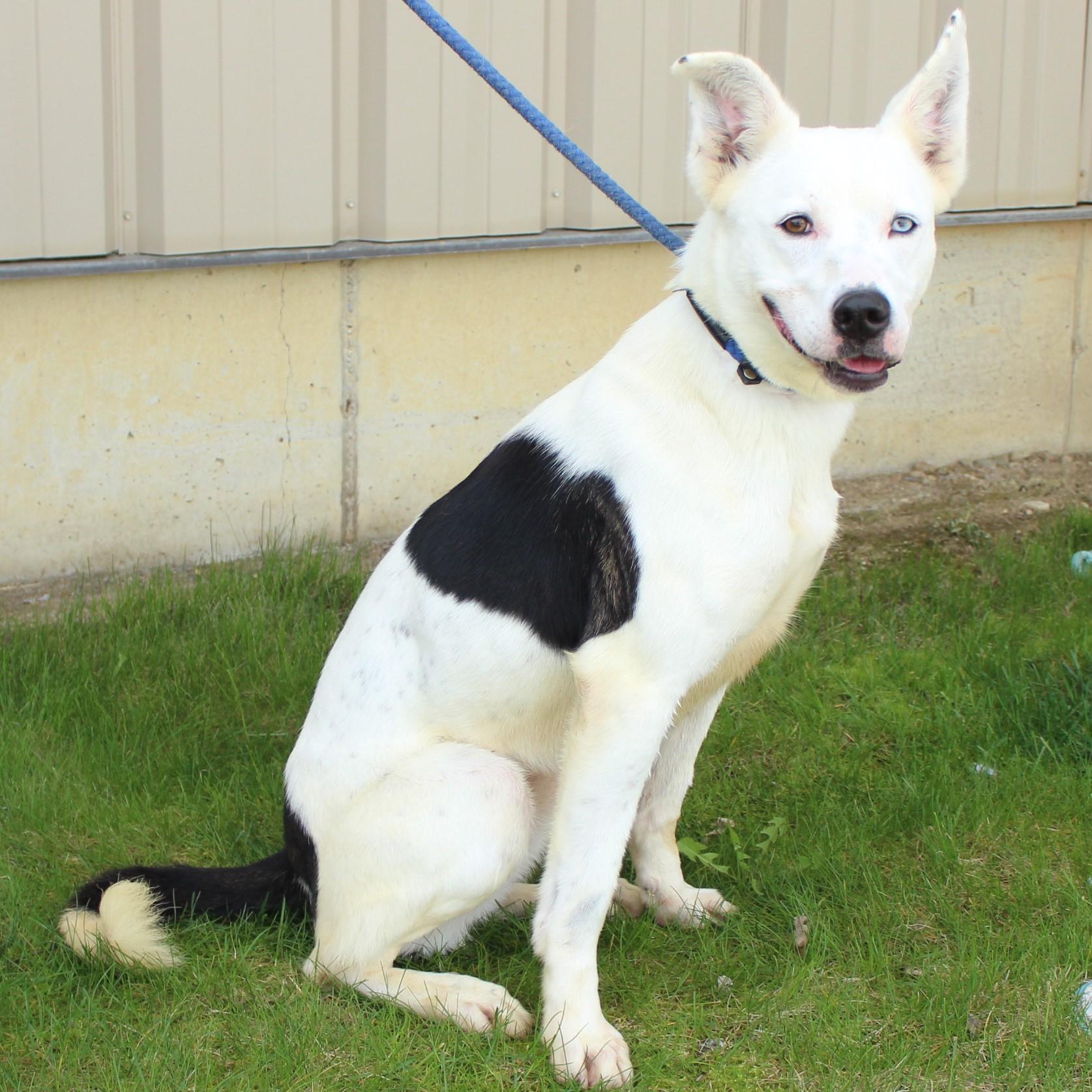 Nova, a Adoptable Mixed Breed in Eaton, OH image 1/6