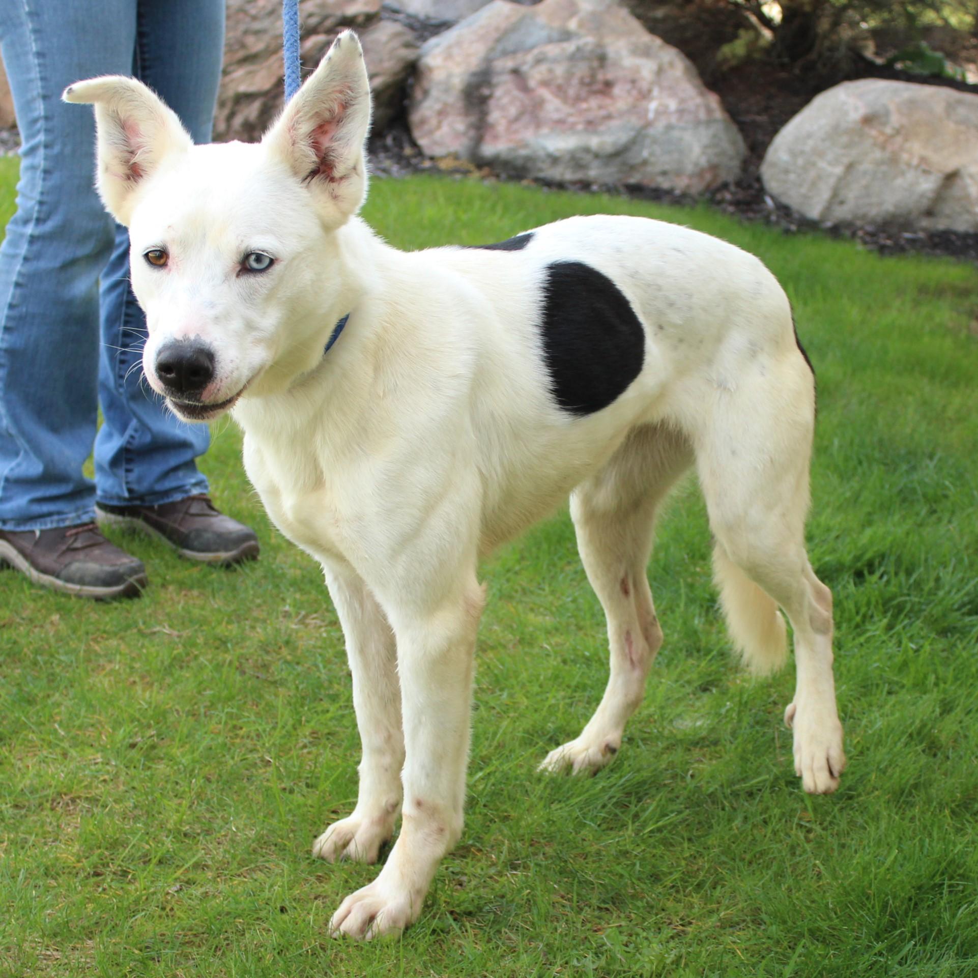 Nova, a Adoptable Mixed Breed in Eaton, OH image 2/6