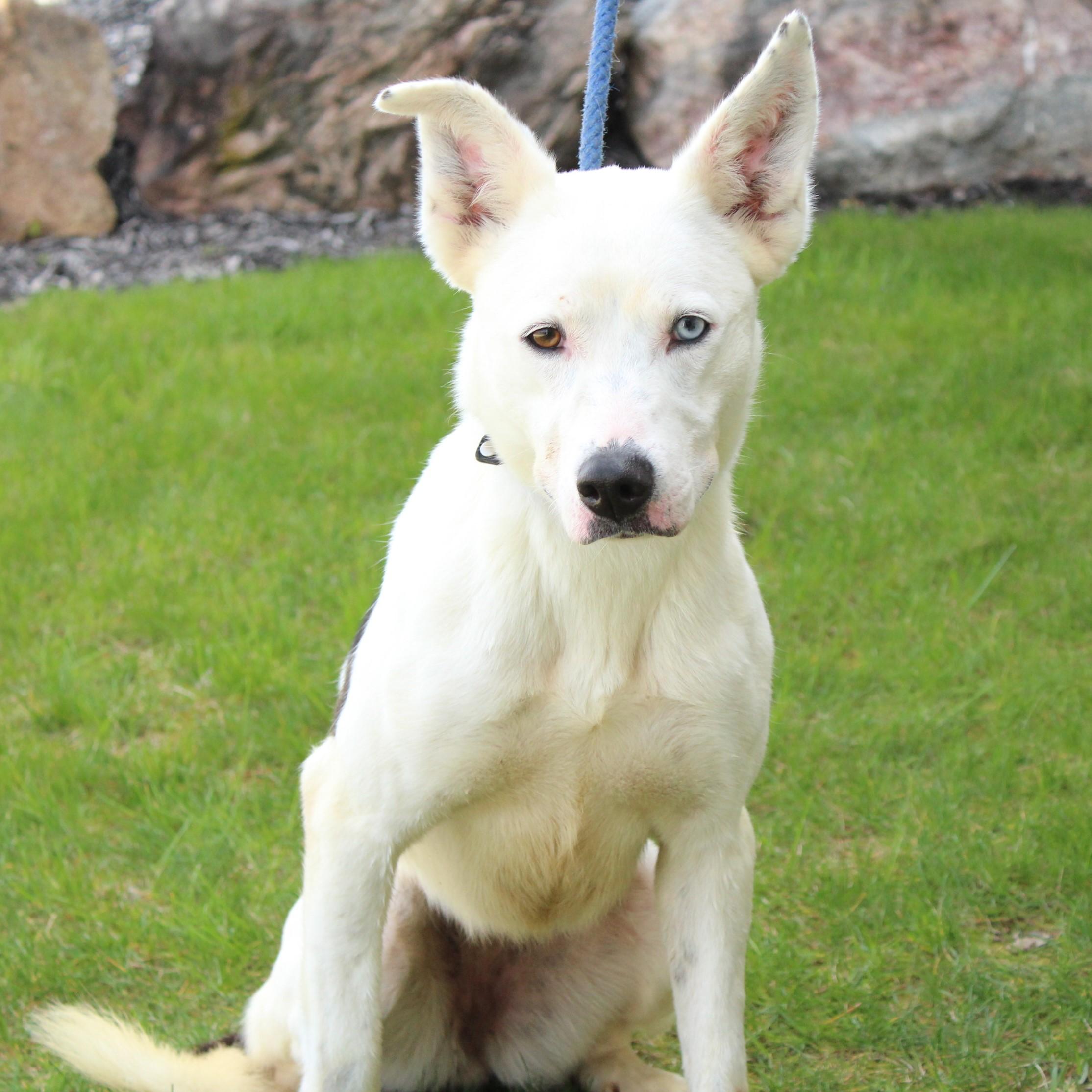 Nova, a Adoptable Mixed Breed in Eaton, OH image 3/6