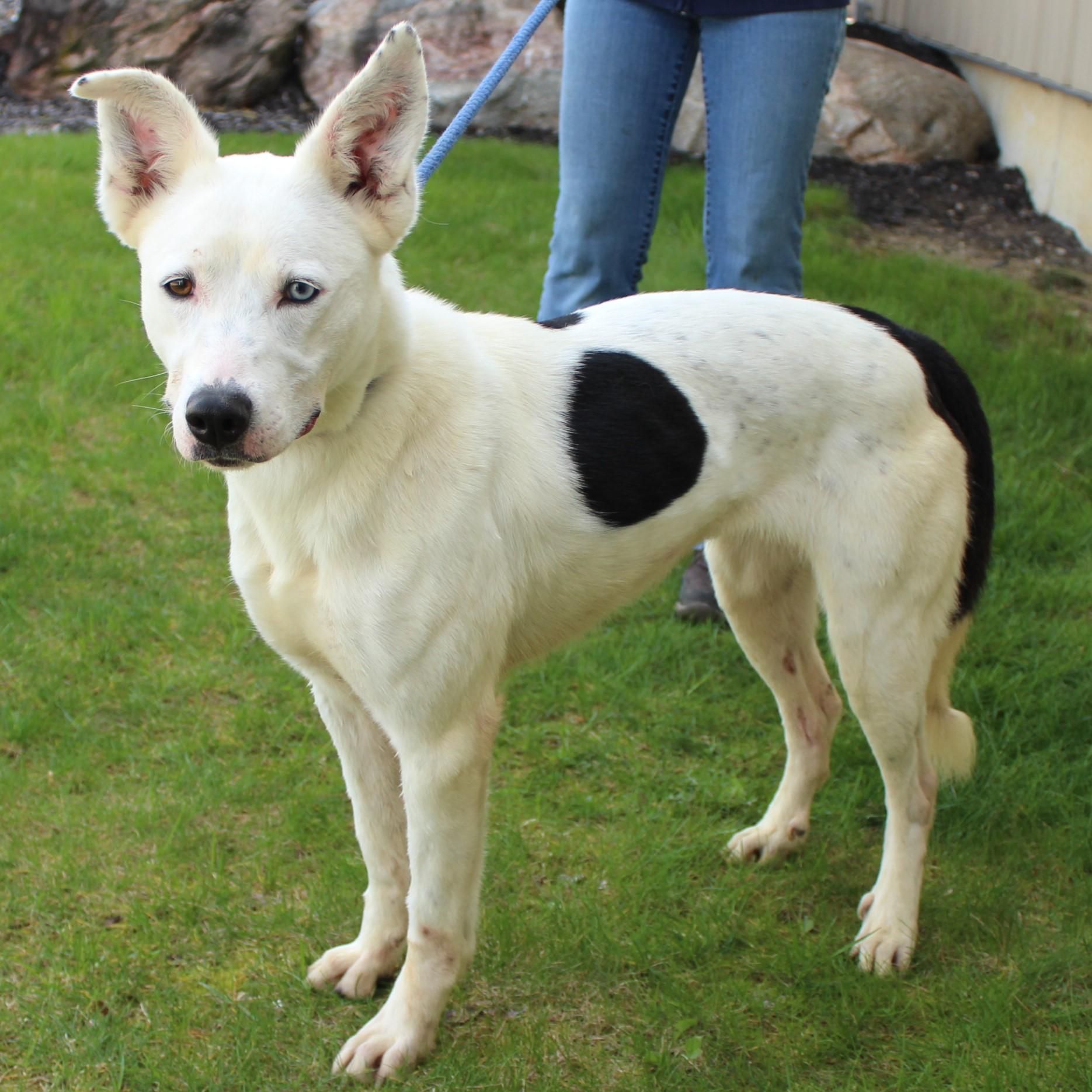 Nova, a Adoptable Mixed Breed in Eaton, OH image 4/6