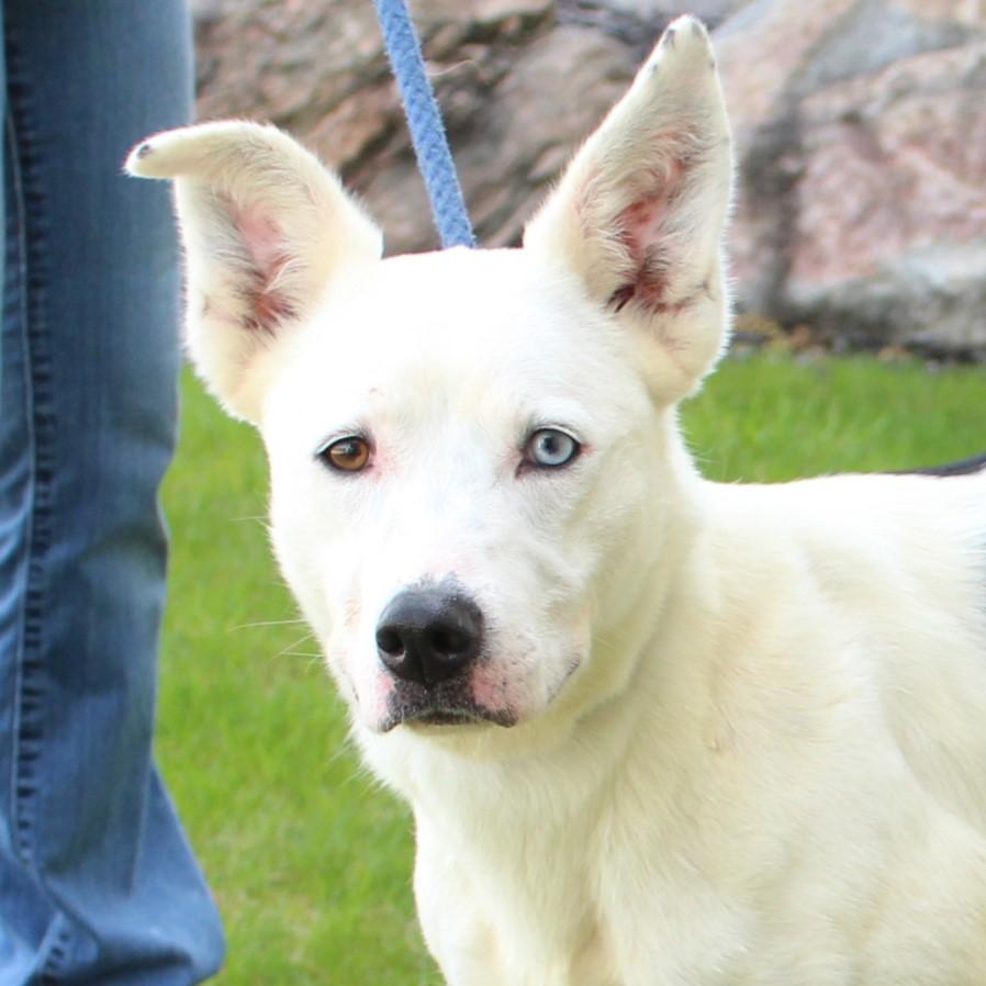 Nova, a Adoptable Mixed Breed in Eaton, OH image 5/6