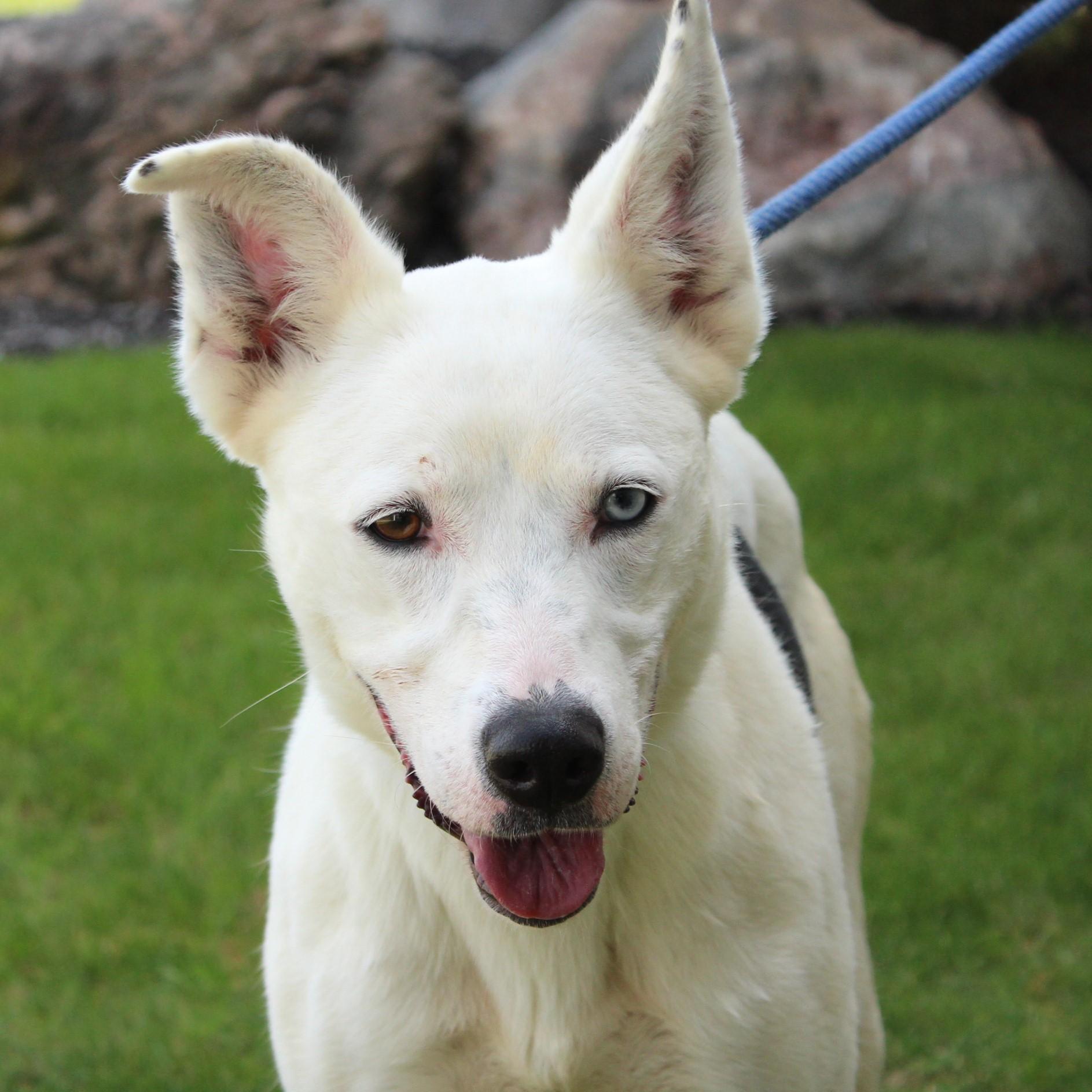 Nova, a Adoptable Mixed Breed in Eaton, OH image 6/6