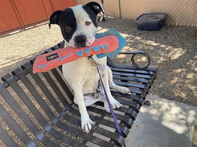 GOOBER, Adoptable, Adult Male Pit Bull Terrier.