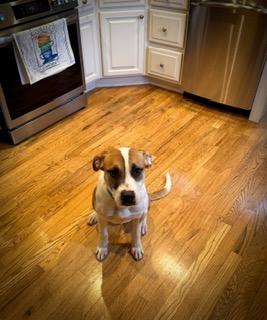 Enlarge Sadie, a ADOPTABLE Hound in Manhasset, NY image 2/6