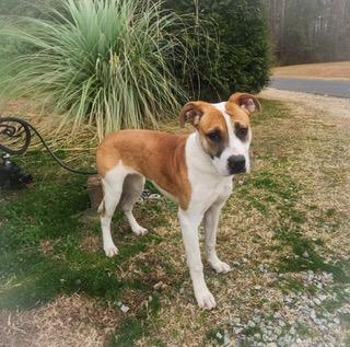 Sadie, a ADOPTABLE mixed breed in Manhasset, NY image 6/6