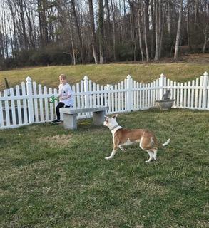 Sadie, a ADOPTABLE mixed breed in Manhasset, NY image 3/6