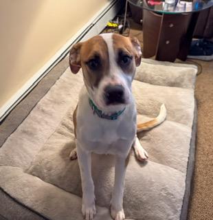 Sadie, a ADOPTABLE mixed breed in Manhasset, NY image 5/6