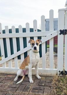 Sadie, a ADOPTABLE mixed breed in Manhasset, NY image 2/6