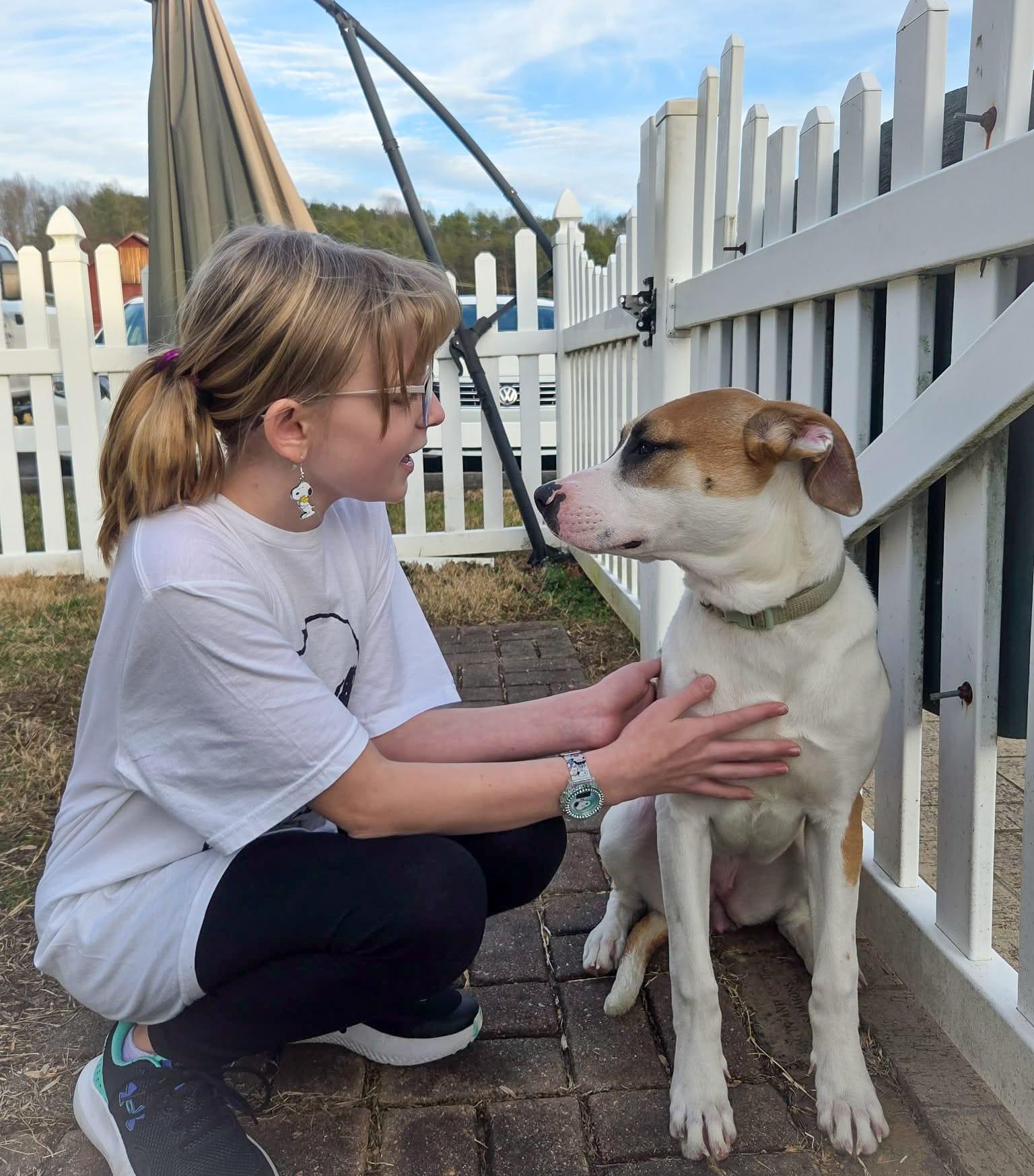 Sadie, ADOPTABLE, Young Female Hound & American Staffordshire Terrier.