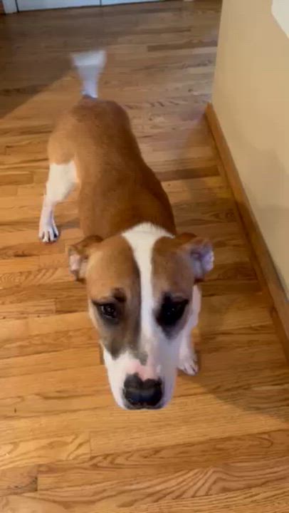 Enlarge Sadie, a ADOPTABLE Hound in Manhasset, NY video 3/6